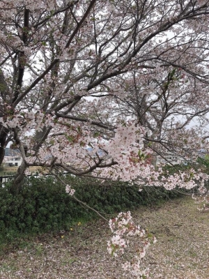 広島県広島市のソープランド Oceanの写メ日記　おはにゅ画像